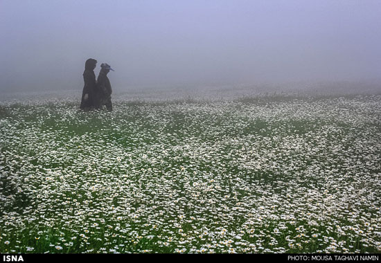 عکس: دشت گل‌های بابونه در اردبیل