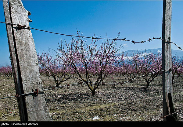 تصاویری زیبا از طبیعت بهاری مازندران