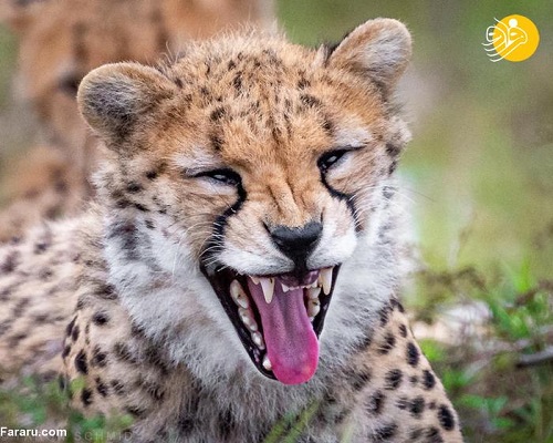 این بچه یوزپلنگ به یک چیزی می‌خندد!