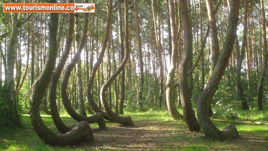 عجیب ترین جنگل های دنیا