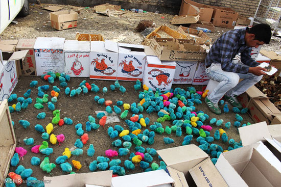 عکس: بازار فروش پرندگان در تهران