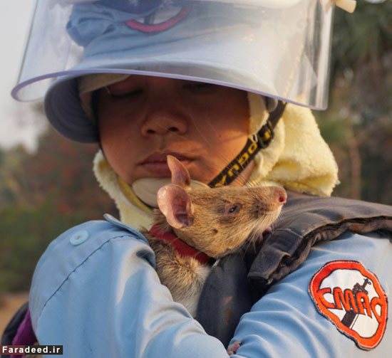 موش های فداکار در کامبوج +عکس