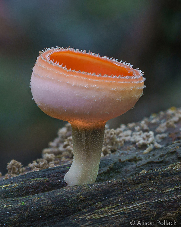 تصاویر ماکروی دیدنی از قارچ‌های جنگلی سحرآمیز