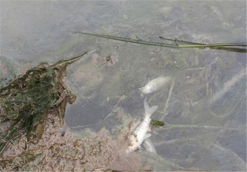 عکس: فاجعه زیست‌محیطی در لرستان