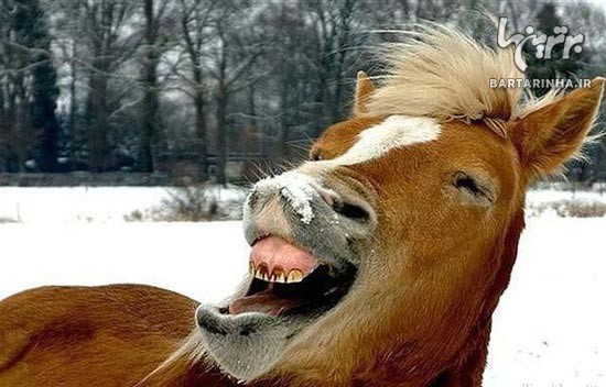 تصاویری از حیوونای خوش خنده و شاد! (2)