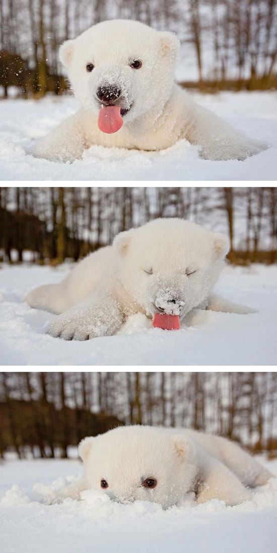 عکس: گرامیداشت روز جهانی خرس قطبی