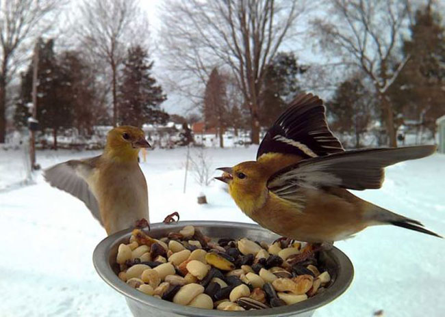 کلوزآپ پرندگان به هنگام غذا خوردن