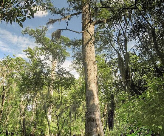 کشف درخت ۲۶۲۴ساله در آمریکای شمالی