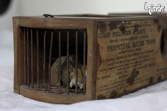 قربانی تازه تله موش 155 ساله در موزه