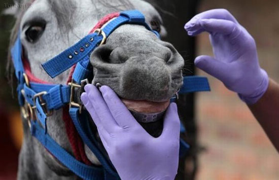 حرفه‌ی جرم گیری دندان اسب ها! +عکس