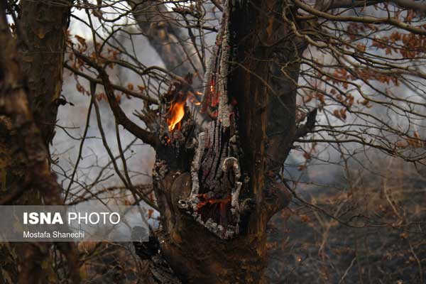 اراضی جنگلی «نکا» همچنان در آتش می‌سوزد