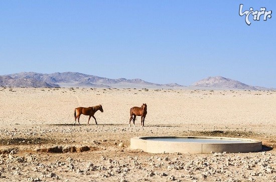 اسب های وحشی و مقاوم صحرای نامیب