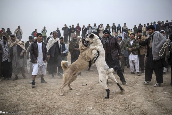 عکس: جنگ خونین سگ‌ها؛ تفریح مردم کابل