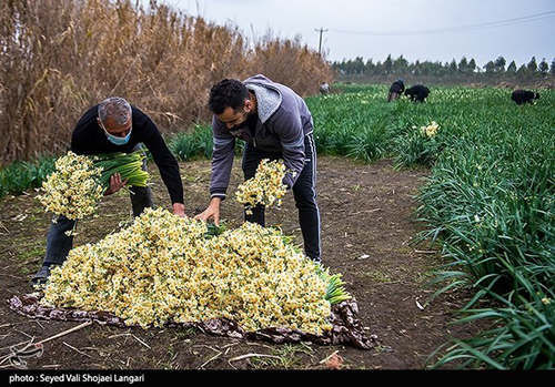 عکس‌های برداشت گل نرگس از مازندران دل‌تان را می‌برد