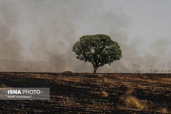 عکس: آتش سوزی مزارع گندم کوهدشت