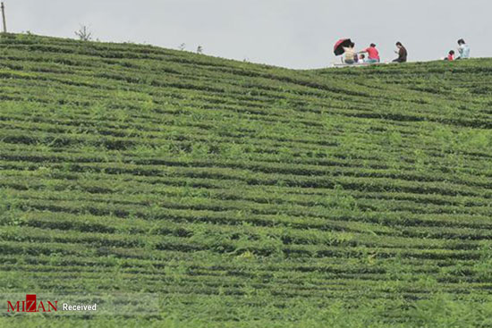 مزارع چای در چین