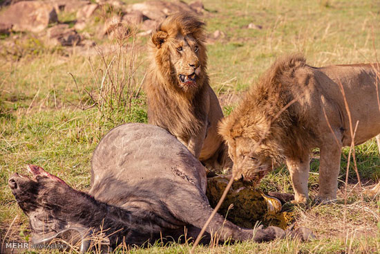حمله شیرها به بوفالو‎
