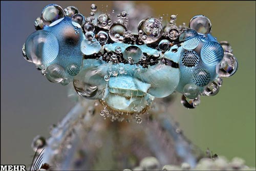 باران چه بر سر حشرات می آورد! + عکس