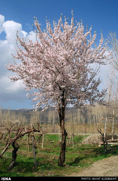 عکس: شکوفه‌های بادام در لرستان