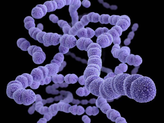 باکتری های موجود در بدن انسان +عکس