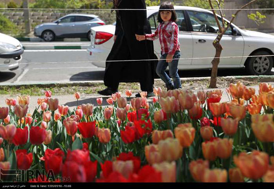 عکس: كاشت لاله به ياد مادر در تهران