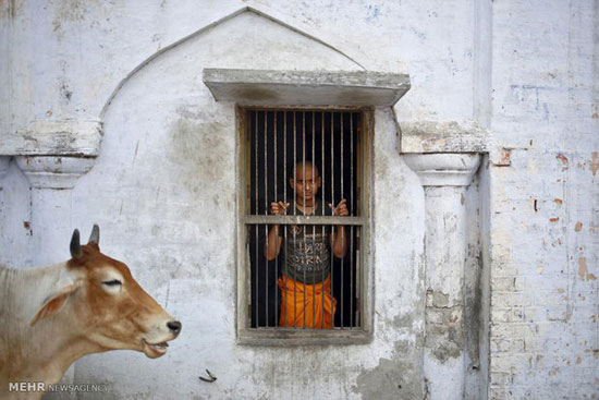 عکس: تقدس گاو در هند‎
