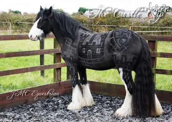 عکس: هنرنمایی زیبا بر روی بدن اسب ها