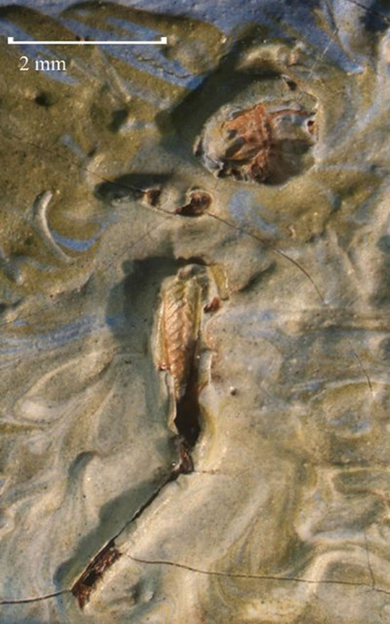 کشف ملخ مرده در نقاشی «ونگوگ»
