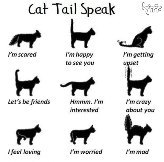 اینفوگرافی: زبان ِ«دُم» گربه ها!