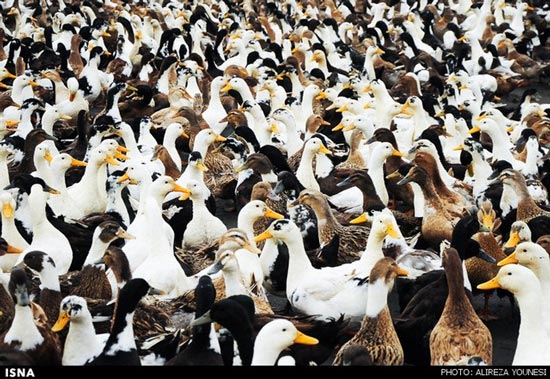 تصاویری از پرورش اردک در گیلان
