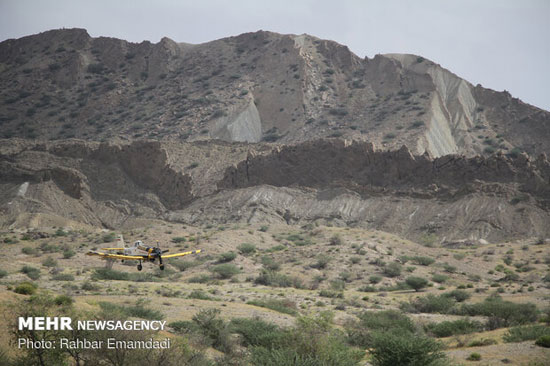 مبارزه با ملخ‌های صحرایی با هواپیمای سمپاش