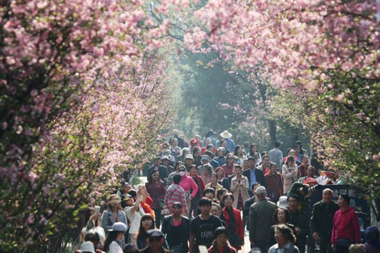 شکوفه‌های بهاری در چین و ژاپن