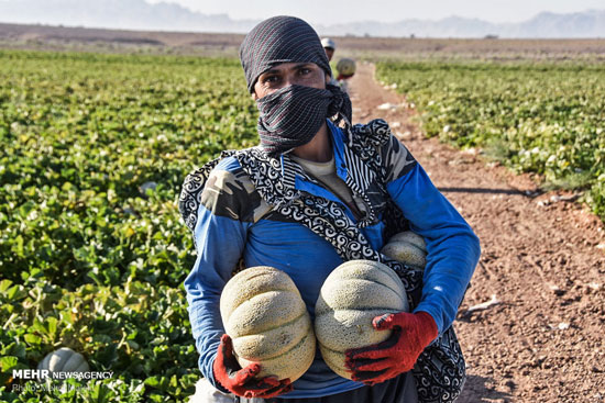 برداشت طالبی از مزارع دشت پرزان شهرضا