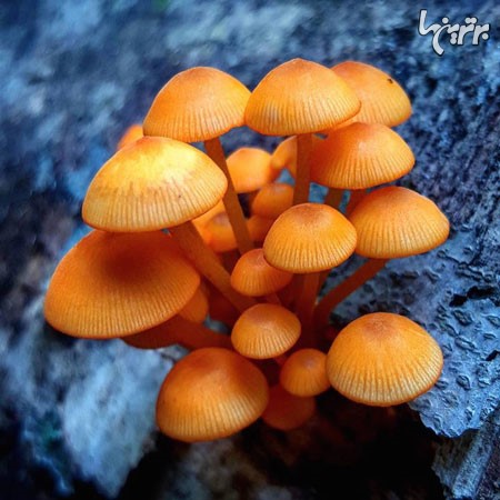 عکس: دنیای زیبا و عجیب قارچ ها