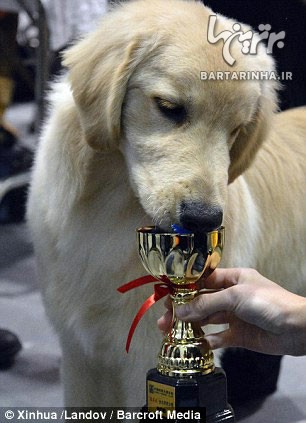 مسابقه رقص سگ ها در چین! +عکس