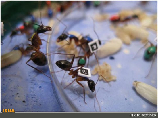 مورچه‌ها هم تغییر شغل می‌دهند! +عکس