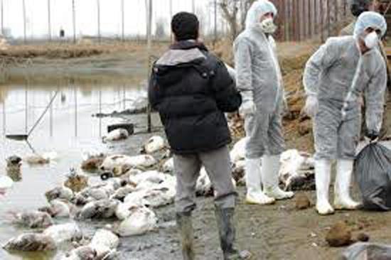 تکذیب تلف شدن مرغ‌ها با آنفلوآنزای پرندگان در یزد