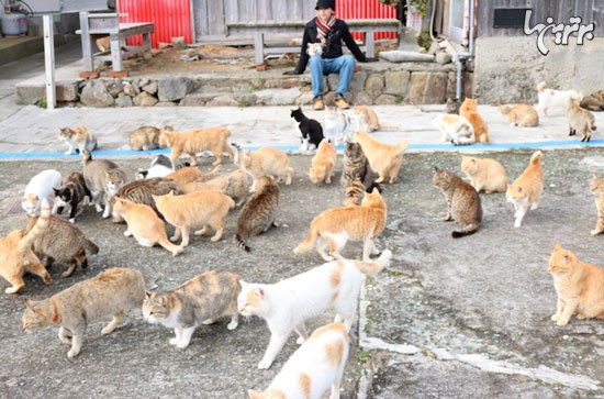 عکس: امداد رسانی به «جزیره گربه ها»