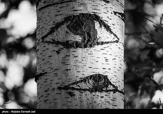 تصاویر عجیب از درختانی که چشم دارند