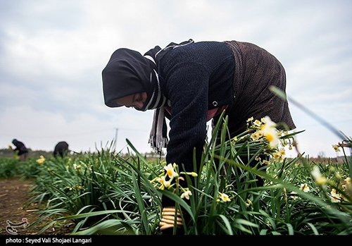 عکس‌های برداشت گل نرگس از مازندران دل‌تان را می‌برد