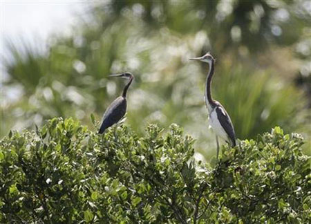 چرا پرنده‌های فلوریدا آشیانه خود را رها کردند؟