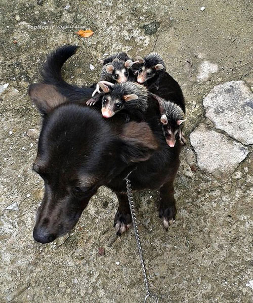 سگی که مادر بچه صاریغ ها شد! +عکس