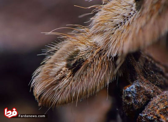تصاویر حیرت‌انگیز از پنجه عنکبوت