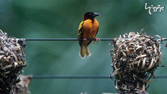 مهارت پرندگان را در لانه‌های زیبا و عجیبشان ببینید