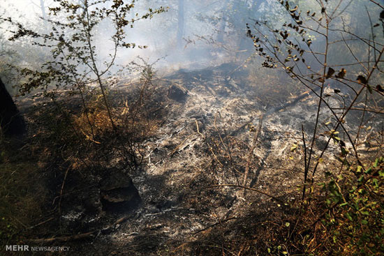 تصاویر آتش سوزی در اراضی جنگلی گرگان