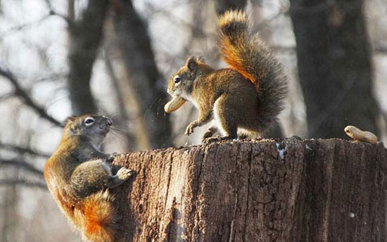 دعوای جالب دو سنجاب بر سر بادام! +عکس