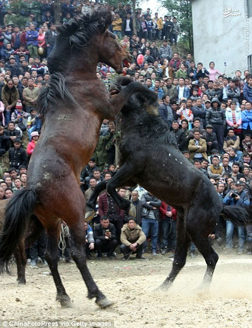 نبرد خونین و غیر انسانی اسب‌ ها در چین