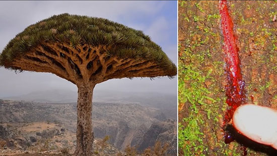 شگفت‌انگیزترین درختان جهان