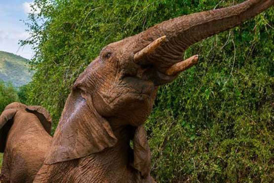 فیل ها، جانورانی احساساتی و مادرسالار