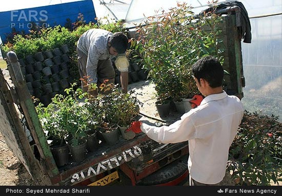 عکس: بازار گل و گیاه محلات